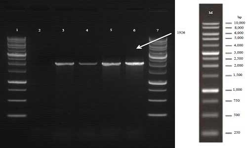 واکنش PCR: ده نکته که هیچ کس به شما نمی گوید- قسمت دوم